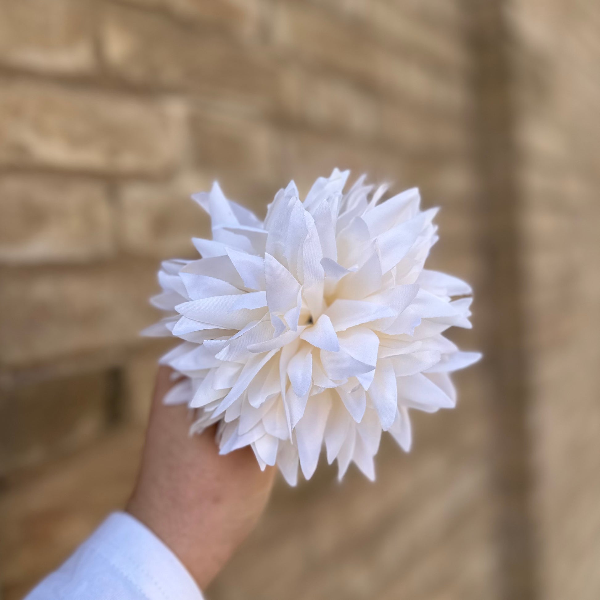 Flor dalia blanca